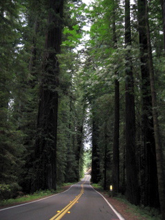 Redwoods Road