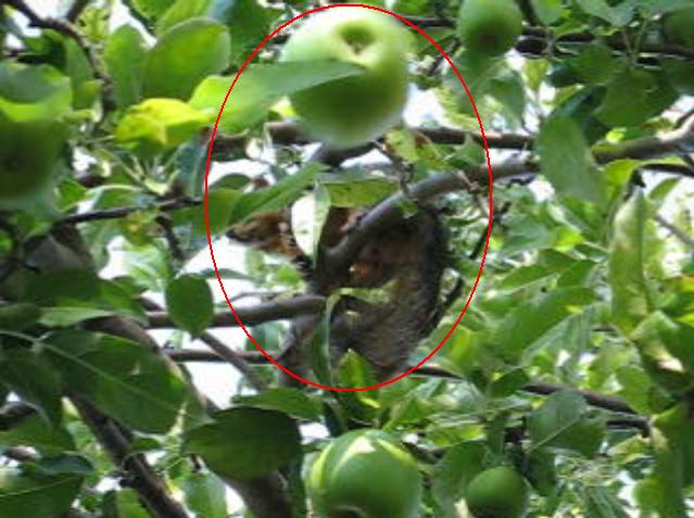 Squirrel throwing apple Squirrel throwing apple